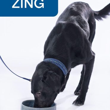 Black dog with blue collar drinking from bowl, captioned Zing in blue box on white background.