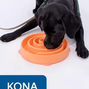 Black dog eating from an orange slow feeder bowl on a white background.
