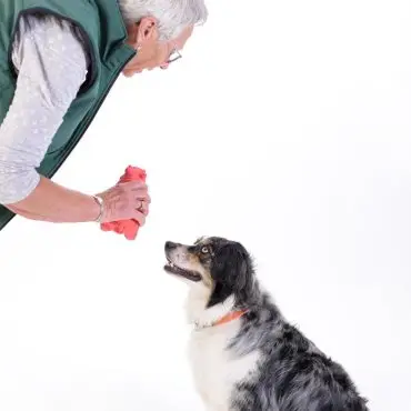 Senior woman playing fetch with attentive dog, holding red toy.