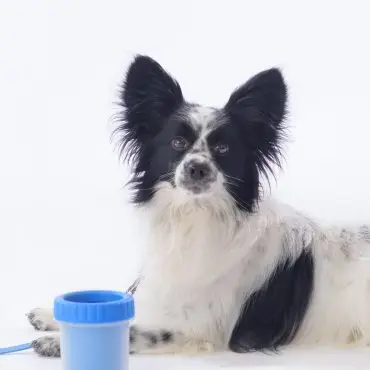 Fluffy black and white dog beside a blue pet cleaning cup on a white background.