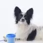 Fluffy black and white dog beside a blue pet cleaning cup on a white background.