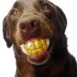 Brown dog holding a gold-text ball in its mouth, looking upwards.