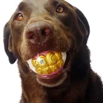 Brown dog holding a gold-text ball in its mouth, looking upwards.