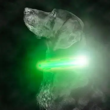 Black dog wearing a glowing green neon collar in dark misty environment.