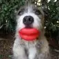 Dog with a fluffy coat holding a red toy shaped like lips, standing in front of leafy bushes.