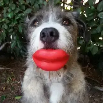 Dog with a fluffy coat holding a red toy shaped like lips, standing in front of leafy bushes.