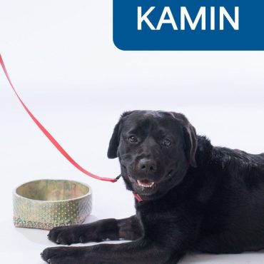 Black Labrador dog named Kamin with red leash, lying beside a bowl, smiling in a studio setting.