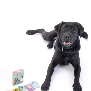 Black dog with The Canine Chaos card game on a white background. Playful pet gaming setup.