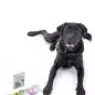 Black dog with The Canine Chaos card game on a white background. Playful pet gaming setup.