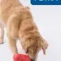 Golden retriever playing with a large red toy on a white background.