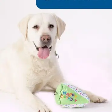 White dog with 'Happy Birthday' hat, tongue out, under 'Shimmer' sign. Celebratory pet portrait in studio setting.