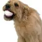 A fluffy dog playfully holds a toy with a fake smile, showcasing humor and pet-friendly fun.