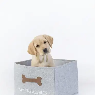 Yellow lab puppy in gray box labeled My Treasures on white background, looking curious.