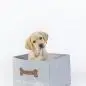 Yellow lab puppy in gray box labeled My Treasures on white background, looking curious.
