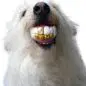 Fluffy white dog wearing novelty gold grill teeth, looking playful and trendy against a white background.