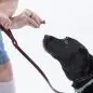 Man offering treat to attentive black dog on leash against white background.
