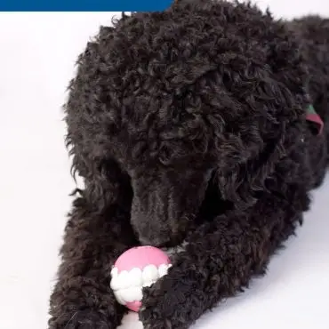 Curly black dog playing with a pink ball toy featuring white teeth.