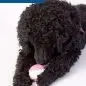 Curly black dog playing with a pink ball toy featuring white teeth.