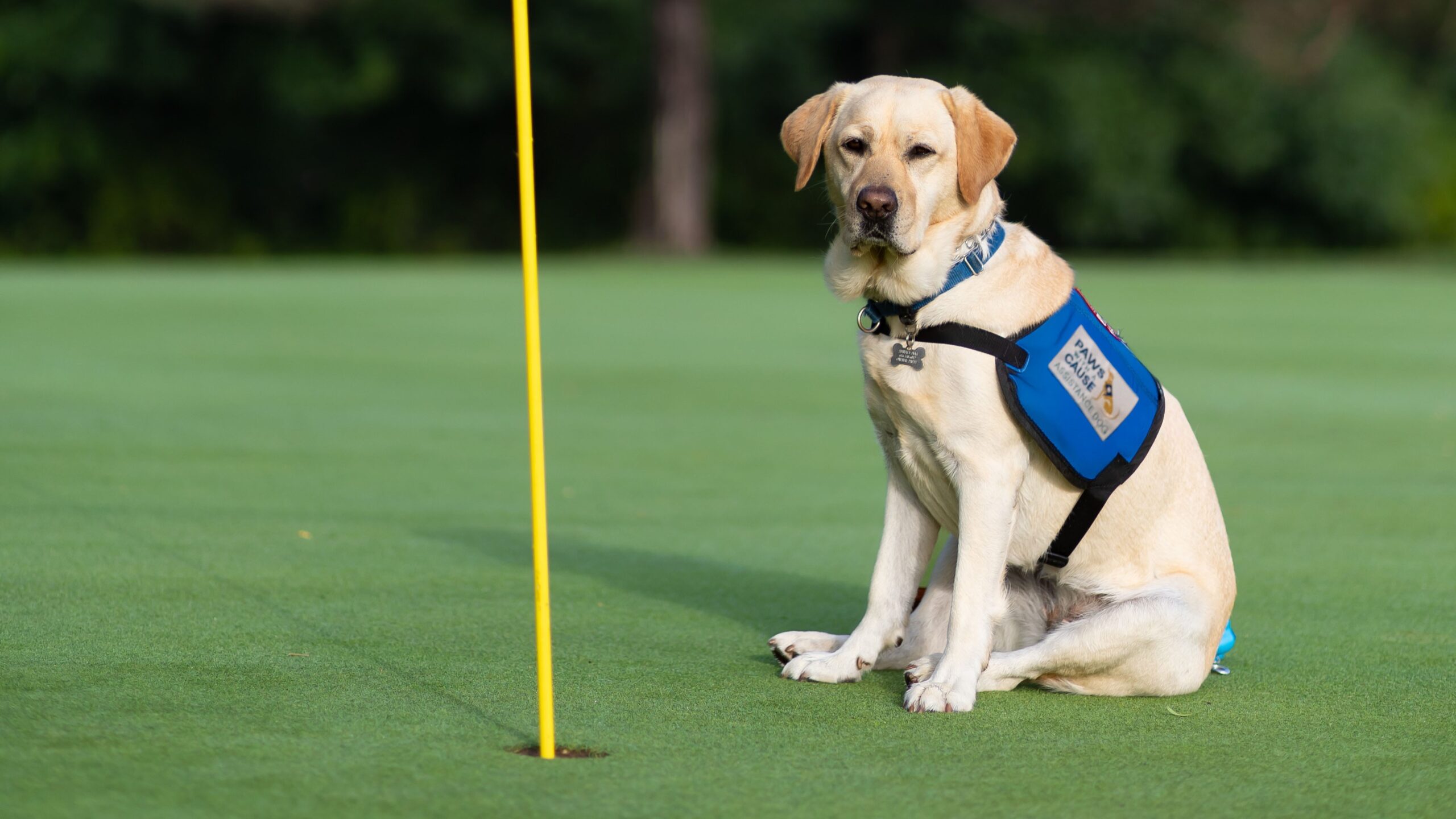 Service dog in blue vest sitting on golf course near hole, surrounded by greenery.