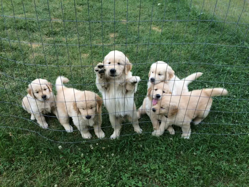 Group of adorable golden retriever puppies behind a wire fence, playing on green grass.