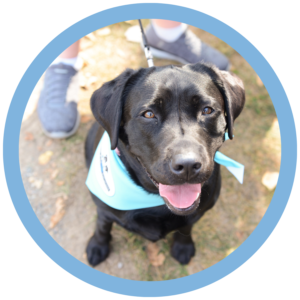 Black Labrador with a blue bandana smiling outdoors.