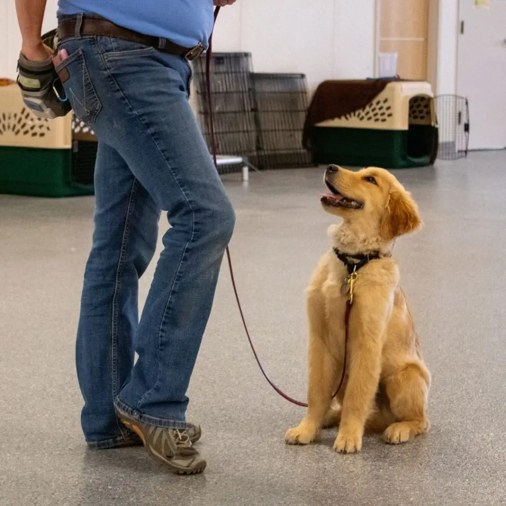 Golden retriever puppy in obedience training, sitting beside a person holding a leash indoors.