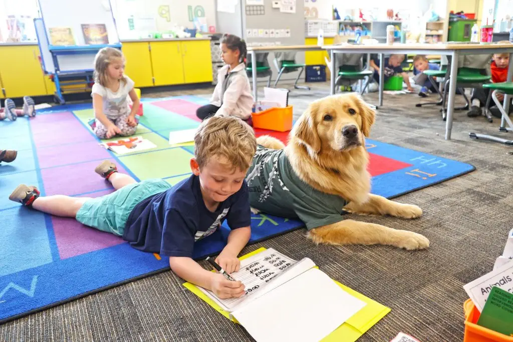 Boy doing schoolwork next to a golden retriever in a classroom setting.