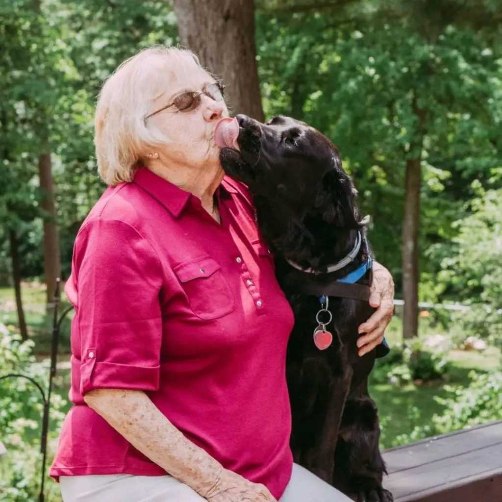 Elderly woman in red shirt gets a loving lick from a black dog outdoors on a sunny day.