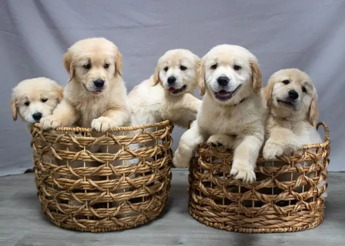 Adorable puppies sitting together in woven baskets, showcasing their playful and cute nature against a simple backdrop.