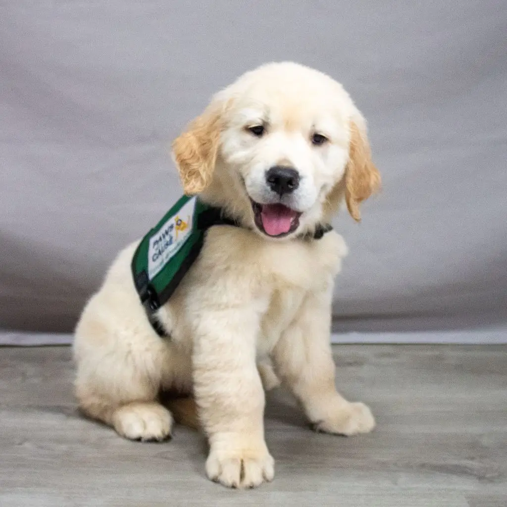 Adorable golden retriever puppy in training vest sitting indoors, looking cheerful.