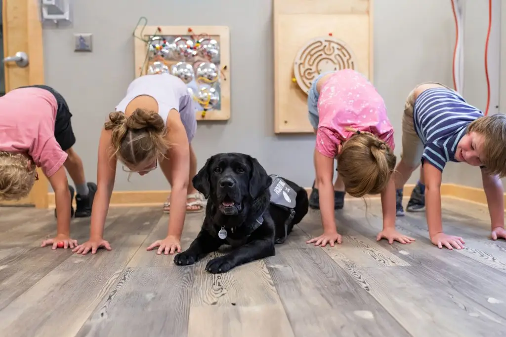 Children doing yoga with a black service dog in a playful indoor setting.
