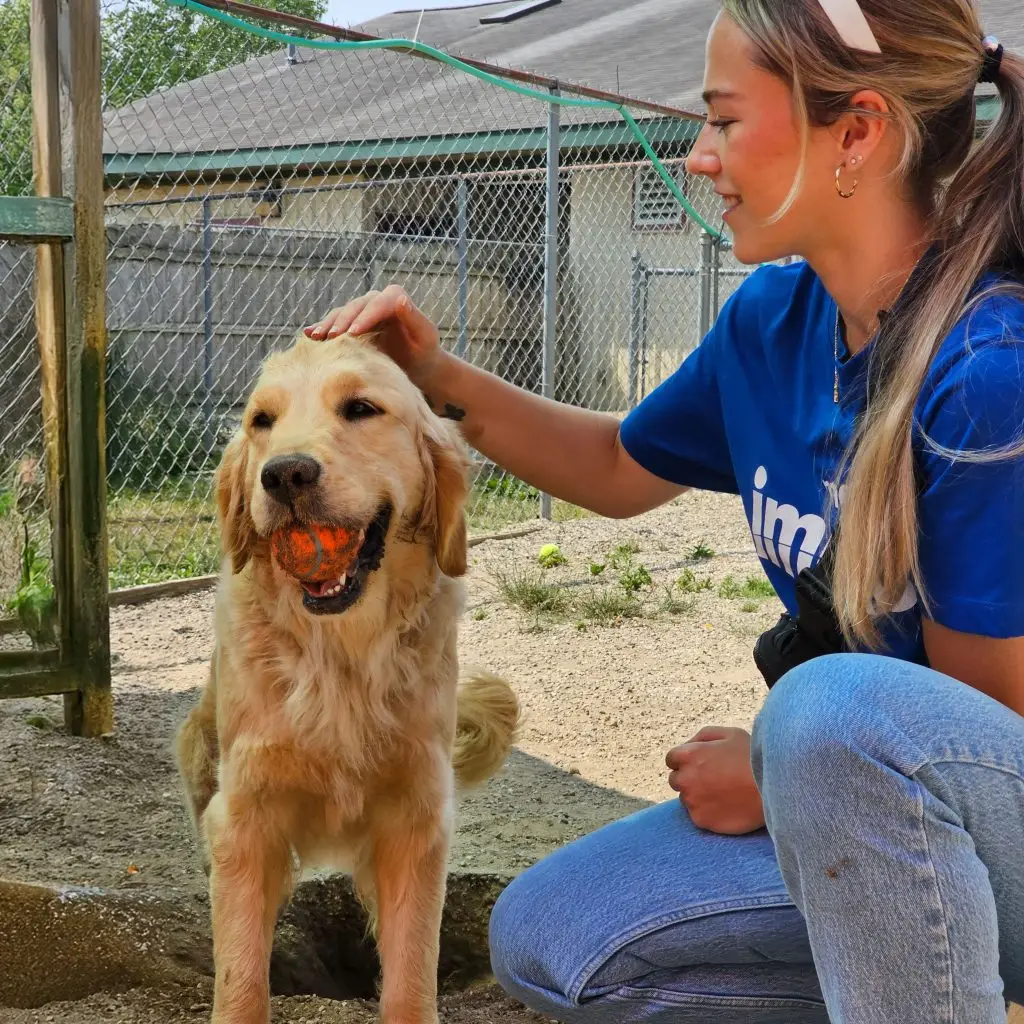 Golden retriever with ball in mouth is petted by a smiling woman in a blue shirt at a dog park.