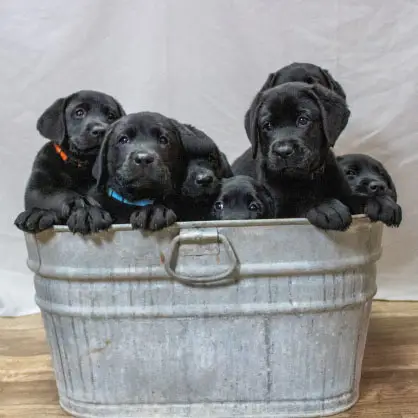 Seven adorable black Labrador puppies in a galvanized tub, looking forward with curious expressions.