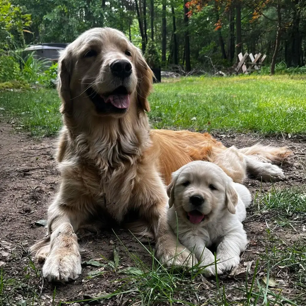 Golden retriever and puppy relaxing on grass in a wooded area.