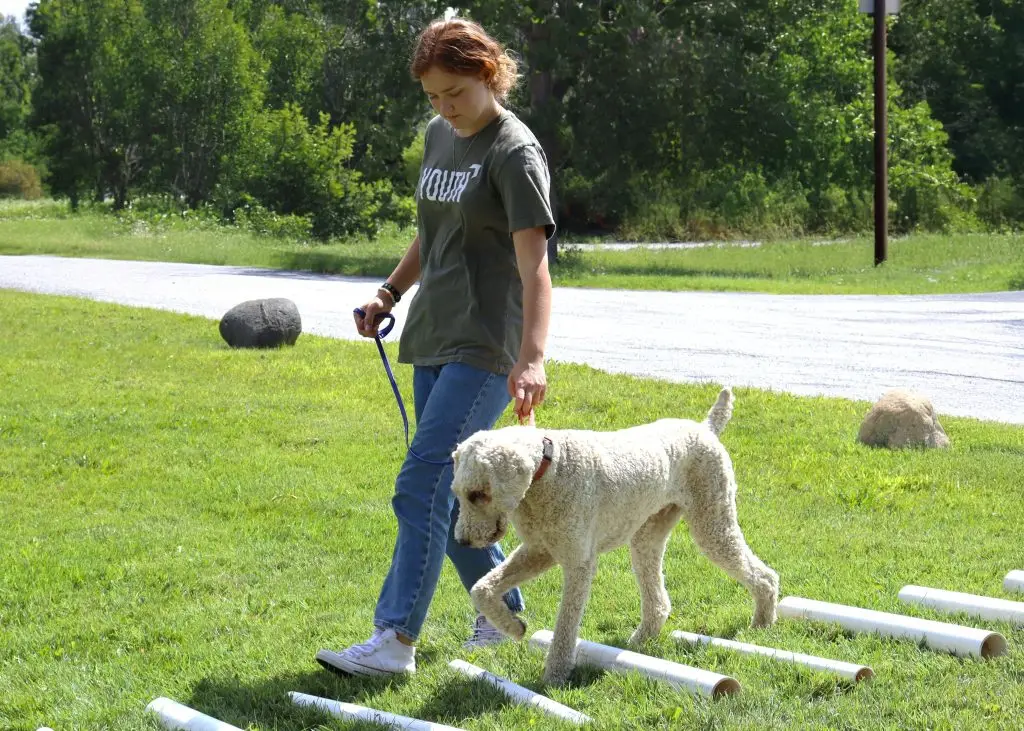 Woman training curly-haired dog to walk over poles outdoors.