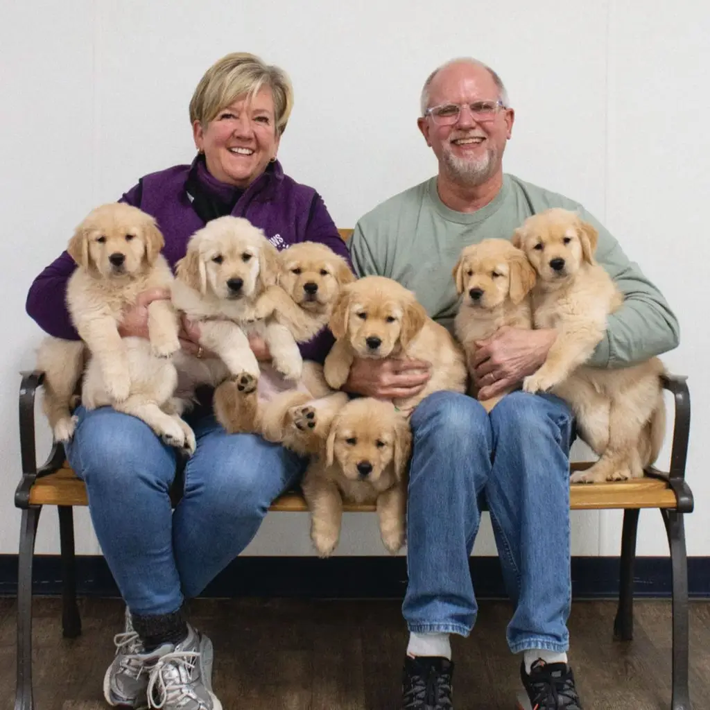 Smiling couple sitting with adorable golden retriever puppies on their laps, on a bench indoors.