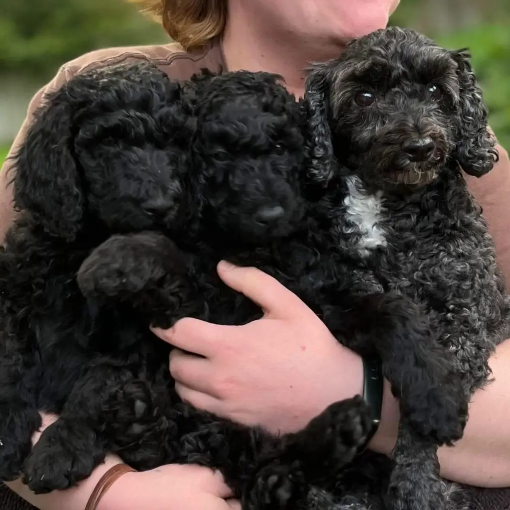 Person holding three black curly-coated puppies in arms, outdoors.