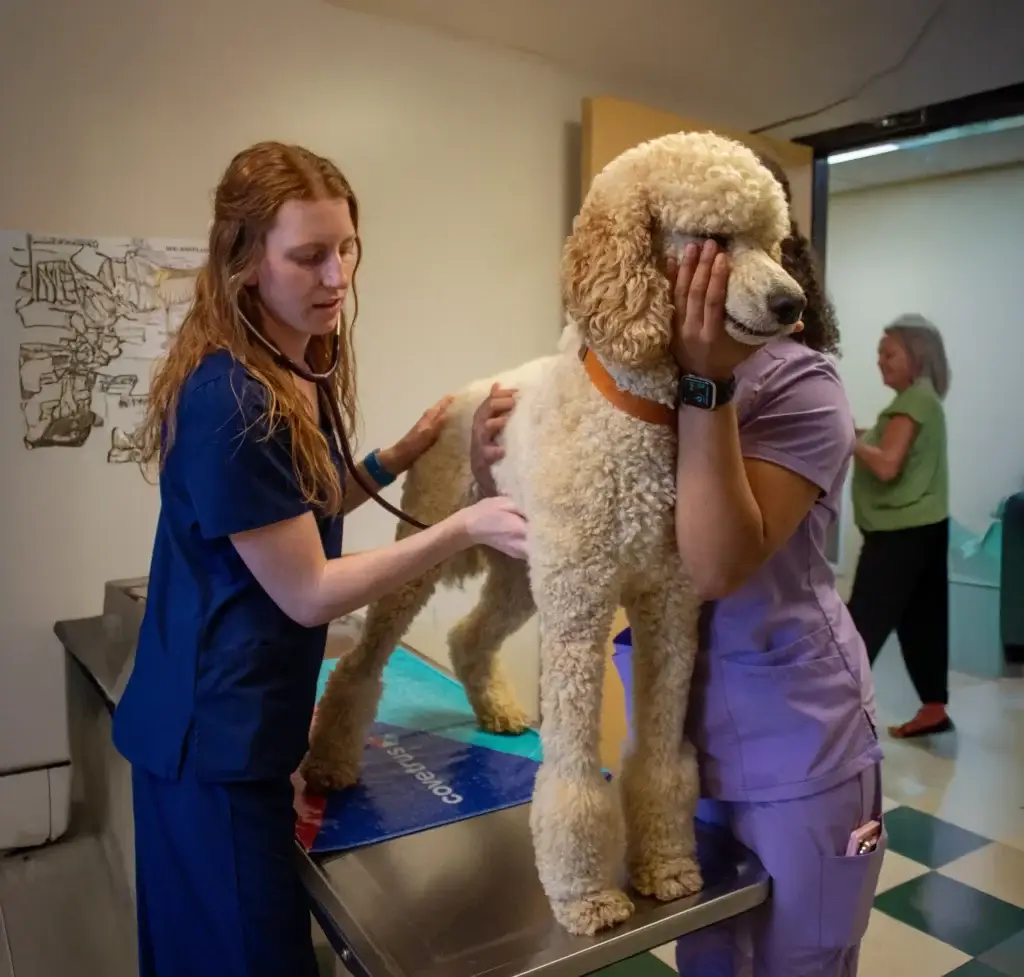 Vet examining poodle on table, assisted by nurse in clinic setting.