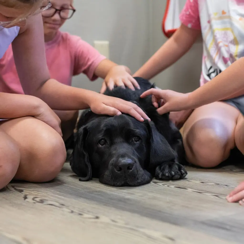 Children petting a resting black Labrador on a wooden floor.