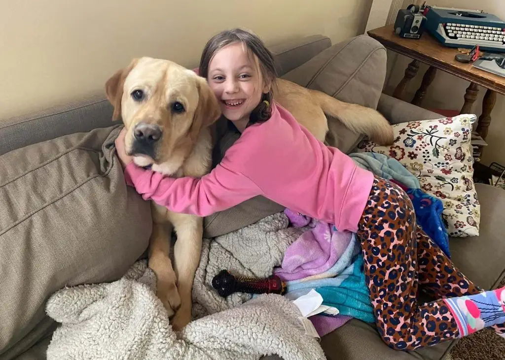 Smiling child hugging a Labrador on a cozy couch with blankets and pillows.