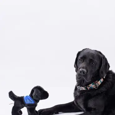Black dog lying next to a small stuffed toy dog, both wearing collars, against a white background.