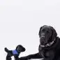 Black dog lying next to a small stuffed toy dog, both wearing collars, against a white background.