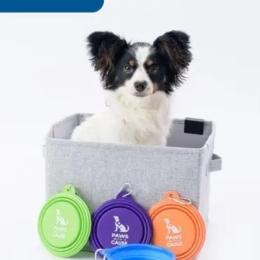 Papillon dog in a basket with colorful Paws With a Cause collapsible bowls and Opal text. Perfect for pet lovers.