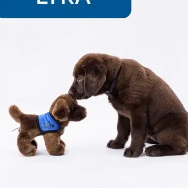 Brown puppy Lyra sniffing toy dog with blue vest on white background.