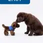 Brown puppy Lyra sniffing toy dog with blue vest on white background.