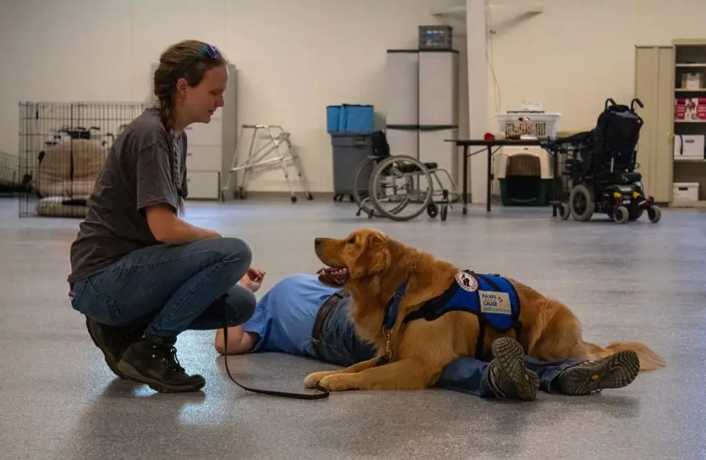 Service dog training session with handler, supporting a person on the floor in a rehabilitation center.