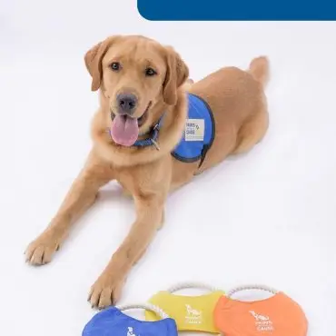 Golden retriever in blue vest with toys labeled Paws Cause, text reads Captain.