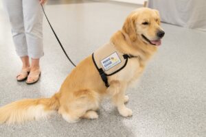Golden Retriever in a service vest with handler, sitting on a polished floor, labeled Paws for a Cause: Puppy Parent.