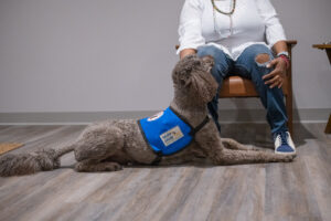 Service dog in blue vest sits by person in chair, looking up attentively.