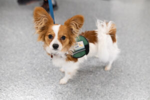 Small service dog in a green vest on a leash, standing on a speckled floor.